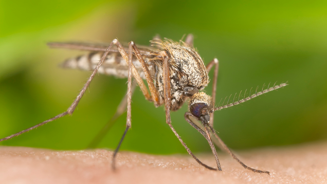 Illustration for article titled Put Your Mind At Ease: 8 Mosquitoes That For Sure Don’t Have Zika